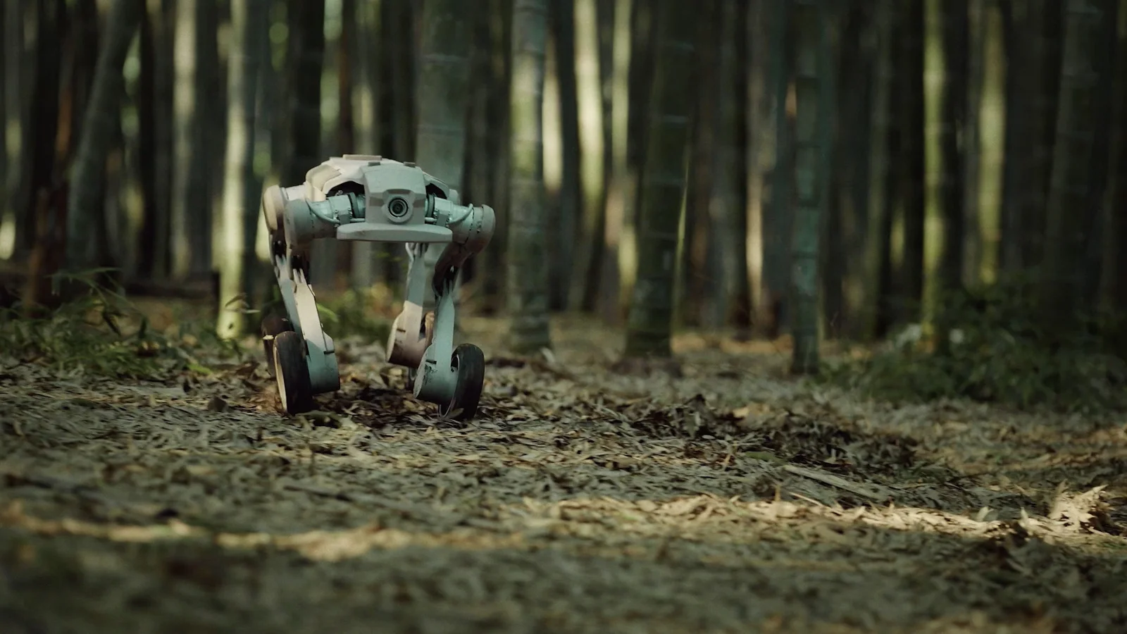 L1-W in a forest